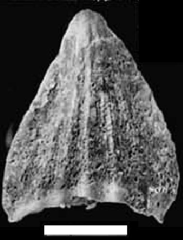 Forma Naskal Material: VPL-JU-IR-107, depositado na Coleção de Vertebrados Fósseis do Departamento de Geologia da Universidade de Jammu (Índia).