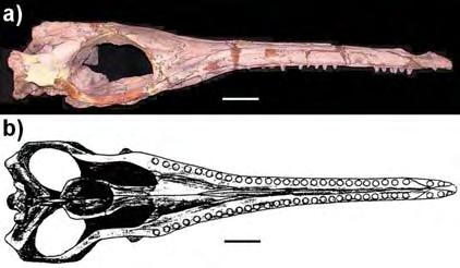 Figura 82: Crocodilomorfos não notossuquianos componentes do
