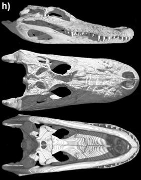 crânio de Caiman crocodilus FMNH-73711 em trës vistas; i) modelo