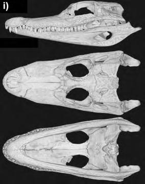 vistas; j) modelo digital do crânio de Crocodylus johnstoni