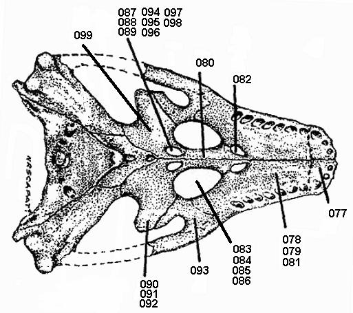 Figura 85: Distribuição de caracteres relativos a região palatina, utilizados no estudo, apresentada em vista inferior de recontrução do crânio de Notosuchus terrestris (modificado de