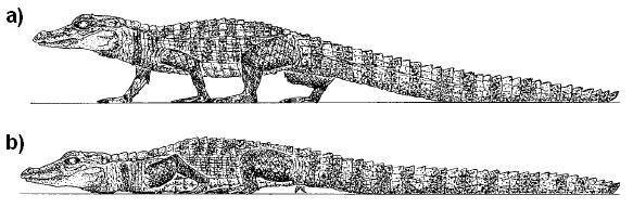Por fim, os crocodilomorfos apresentam um padrão próprio referente a morfologia das cinturas escapular e pélvica.