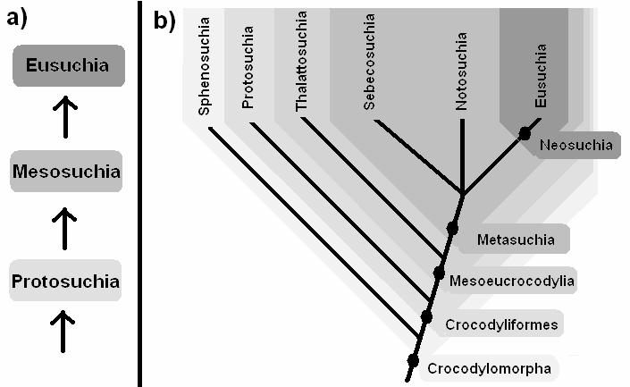 A reorganização dos Crocodylomorpha, assim como todas as classificações filogenéticas, apresenta-se pouco didática quando comparada às tradicionais gradistas.