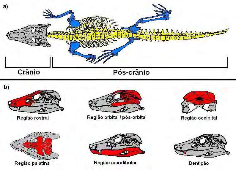 Figura 36: Regiões anatômicas de um crocodilomorfo, adotadas no estudo, representadas em reconstrução do esqueleto de Araripesuchus: a) aspecto geral apresentando o crânio em cinza, os elementos