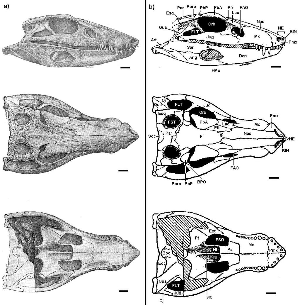Figura 39: Araripesuchus gomesii, DNPM 423-R, holótipo: a) reconstrução do crânio em vistas