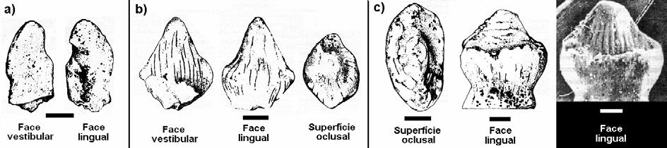 mandibular moderadamente longa, com participação dos espleniais; vértebras anficélicas; osteodermos presentes nas regiões dorsal e ventral (Buffetaut & Taquet, 1979; Buffetaut, 1981).