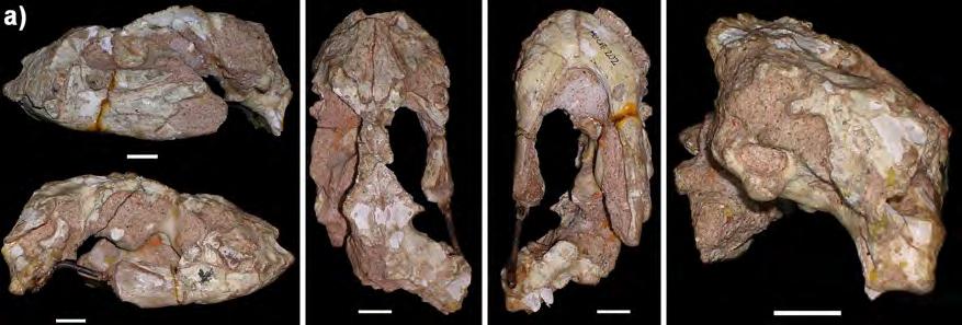 Figura 48: Reconstrução do crânio de Comahuesuchus brachybuccalis, a partir dos materiais MUCPV-202 (holótipo), MACN-N-30 e MACN-N-31: a)