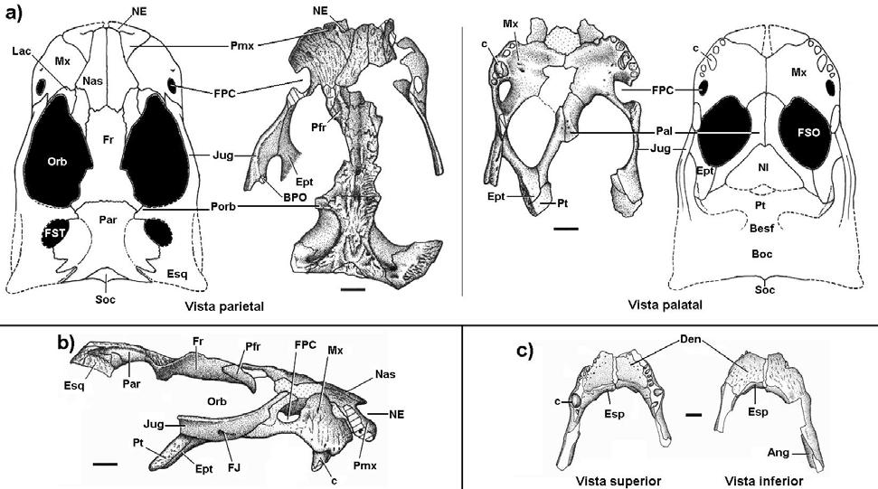 Figura 50: Material craniano de Comahuesuchus brachybuccalis, MOZ P-6131: a) vistas parietal e palatal do crânio, acompanhada por esquemas; b) vista lateral direita; c) mandíbula em vistas superior e