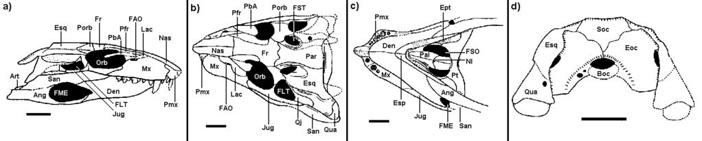 Figura 51: Material craniano de Malawisuchus mwakasyungutiensis: a) vista lateral do exemplar Mal-45, holótipo; b) vista parietal do exemplar Mal-49; c) vista palatal do exemplar Mal-49; d) vista