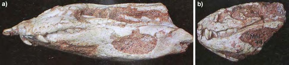 Figura 52: Material craniano de Malawisuchus mwakasyungutiensis: a) vista lateral de exemplar não identificado; b) vista lateral do exemplar Mal-46. Abreviações como na Figura 38.