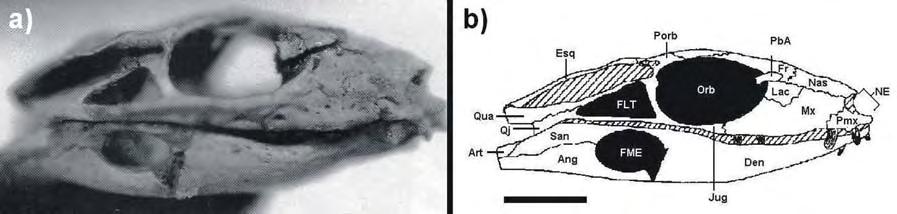 Mariliasuchus amarali Carvalho & Bertini, 1999 Figura 53: Aspecto geral de Mariliasuchus amarali UFRJ-DG-50-R, holótipo: a) vista lateral do crânio; b) principais estruturas do crânio; c) vistas