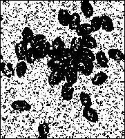 5: Resultados da classificação da imagem beans corrompida com ruído impulsivo sal-e-pimenta ((a) imagem original e (b) resultado da classificação) e com ruído Gaussiano ((c)