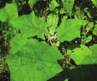 DISTRIBUIÇÃO GEOGRÁFICA E HABITAT A espécie S. stramoniifolium ocorre, desde o Norte da bacia amazônica, na Colômbia e Peru, até as Guianas e Norte do Brasil (Figura 33).