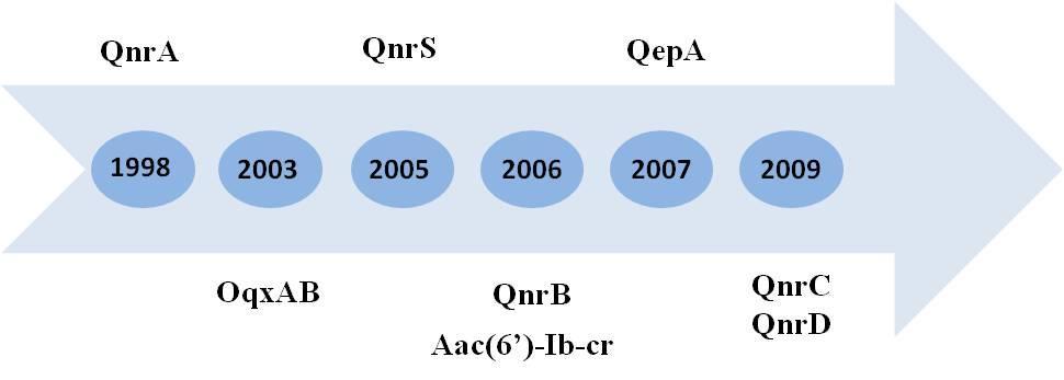 24 Figura 4. Linha do tempo da descrição dos genes PMQR. Fonte: Adaptado de RUIZ et al. (2012). 1.4.2.1 Proteínas Qnr As proteínas Qnr, assim nomeadas devido à resistência que conferem às quinolonas