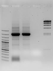 58 (HQ834472.1 / HQ834473.1), Proteus sp. (JX514065.1) e Salmonella enterica sorovar Bovismorbifican (FJ228229.1). 1 2 3 4 5 23130pb 3000pb 2000pb 2322pb 1000pb Figura 11.