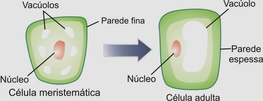 CÉLULAS INDIFERENCIADAS São células que mantém as características embrionárias. São isodiamétricas, pouco ou nenhum vacúolo e núcleo grande. Encontram-se nas regiões meristemáticas e embriões.
