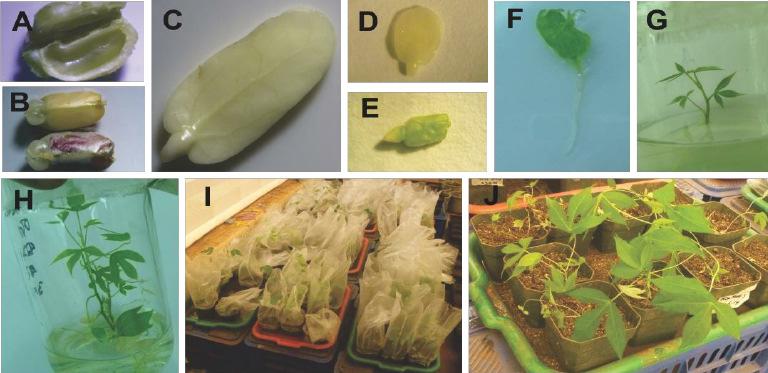 Resgate de embriões de mandioca Buttibwa et al.
