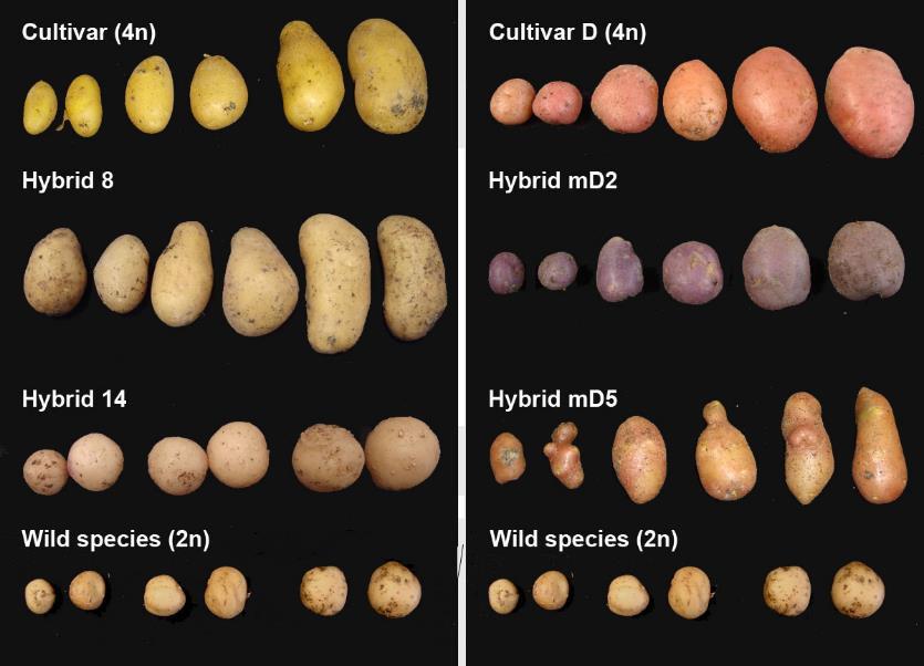 Fig. 2 Tubers of different somatic hybrids in comparison to the fusion