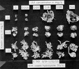 -Skoog e Tsui (1948) - Formação de partes aéreas e raízes em calos de fumo Folke Skoog -Morel e Martin (1952) - Obtenção de dália livre de vírus. Morel, G. and Martin, C.