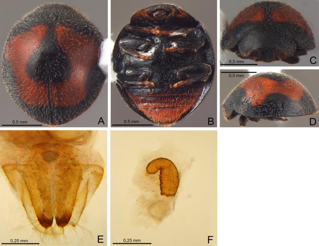 26 pretos, demais castanhos. Epipleuras pretas, com escavações superficiais para a recepção dos fêmures. Fêmures e tíbias pretos, tarsos acastanhados (Fig. 3B). Genitália.