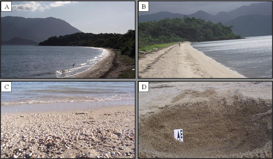 4.19 Turfa da praia do Campeche (DP) A ocorrência de turfas na planície costeira está associada ao ressecamento de antigas áreas lagunares devido ao rebaixamento do nível relativo do mar, com o