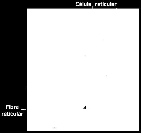 Constituído por fibras reticulares e