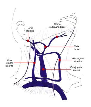 Belmiro José Matos 29 A drenagem venosa (Figura 5) é feita anteriormente pelas veias jugulares anteriores de cada lado, que drenam o sangue que vem do plexo venoso submentoniano, e lateralmente,