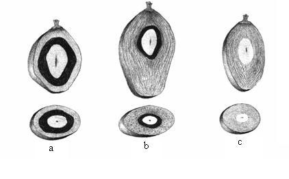 15 Figura 1: Tipos de frutos de dendezeiro em função da espessura do endocarpo. Figura 1a Frutos do tipo dura. Figura 1b Frutos do tipo tenera. Figura 1c Frutos do tipo psifera.