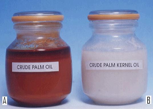 18 Figura 4 Óleos de dendê: A óleo de palma: extraído da polpa e B óleo de palmiste: extraído da amêndoa.