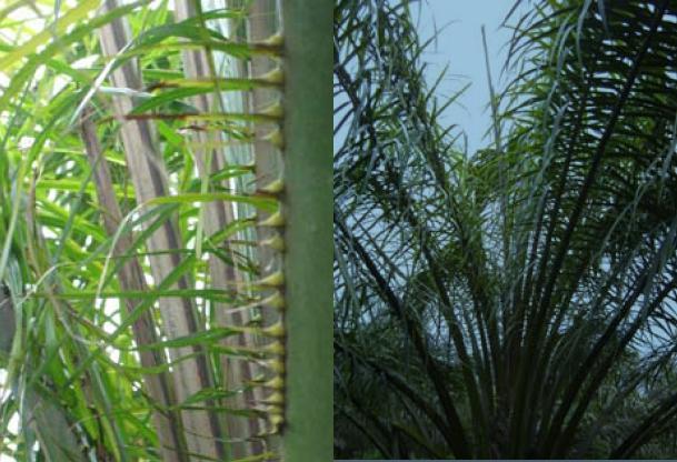 22 (Figura 6B). Apesar de ser considerado o mais sério problema fitossanitário dessa palmácea no Brasil, o AF ainda tem causa desconhecida e não possui medidas de controle eficazes(trindade 1995).