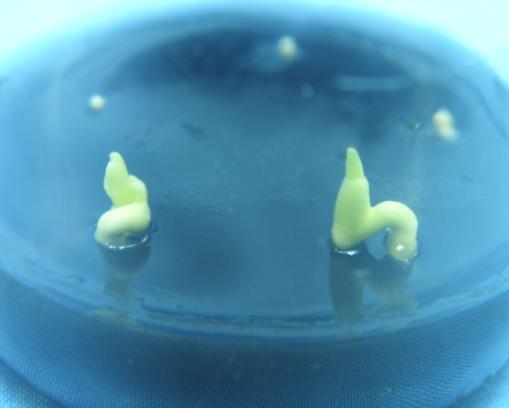 38 Figura 15: Embrião na fase