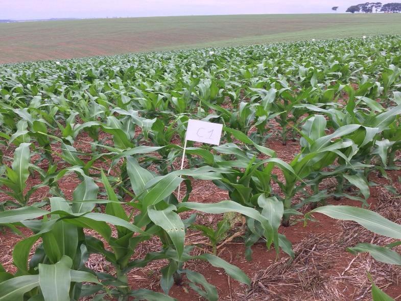 5 Figura 2. Estaqueamento e identificação das parcelas experimentais. 5. DESENVOLVIMENTO Quando as plantas atingiram o estádio fenológico V4, foi feita a aplicação dos tratamentos, no dia 30/11/2017.