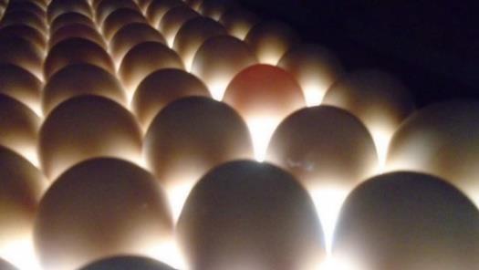 Classificação dos ovos sobre índices de produtividade industrial 3 incubatório.