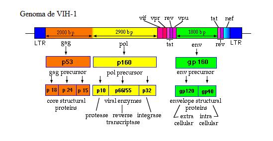 caso do genoma de VIH-2, os pesos moleculares das proteínas, codificadas pelos diferentes genes, são um pouco diferentes (7,8).