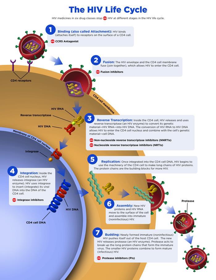reversa do vírus transcreve o ARN viral de cadeia simples em ADN viral de cadeia dupla. A integrase promove a integração do ADN de VIH no ADN da própria célula hospedeira.
