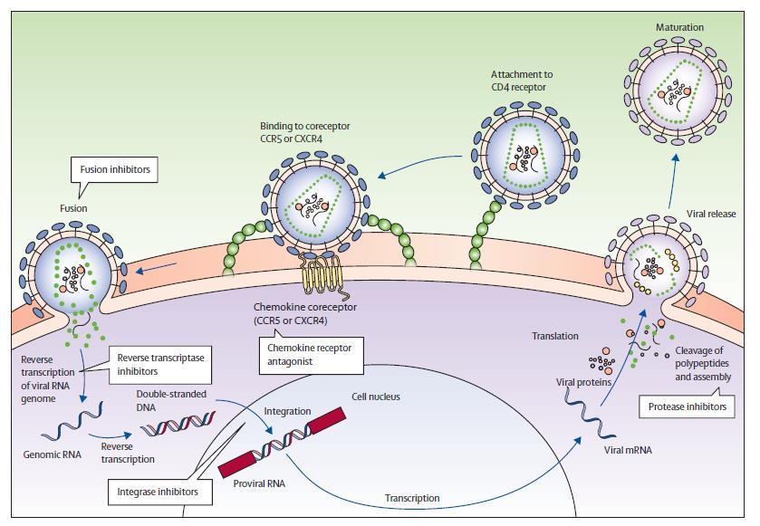 Figura 5 - Ciclo de vida de VIH mostrando o local de acção de diferentes classes de fármacos antirretrovirais. Retirado de: HIV infection: epidemiology, pathogenesis, treatment, and prevention.