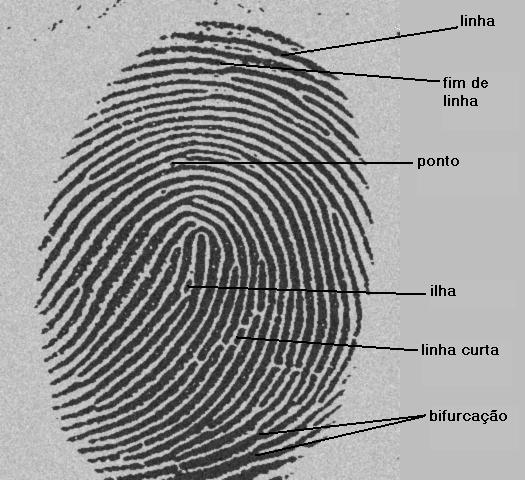 1. INTRODUÇÃO 1.1. Importância de Impressões Digitais Impressões digitais definem unicamente os seres humanos e podem ser facilmente extraídas e analisadas segundo suas características principais.