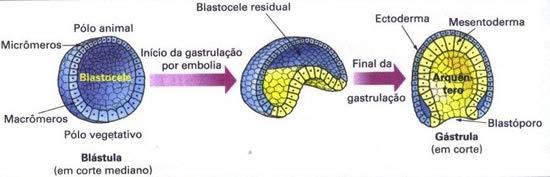 Gástrula à Define o plano corporal do