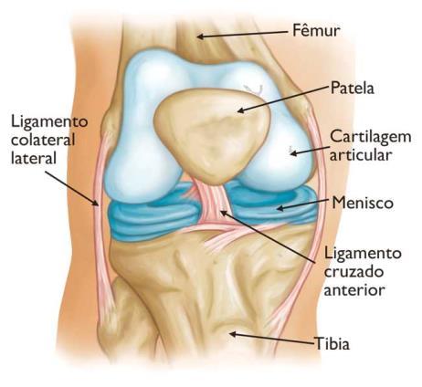 2 Figura 1 - Anatomia de um joelho normal. Fonte: http://orthoinfo.aaos.org/topic.cfm?
