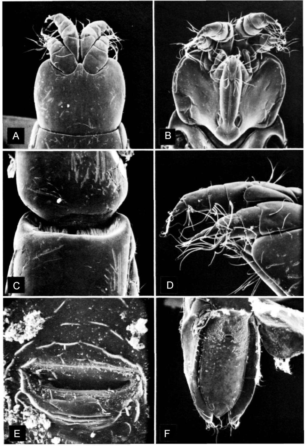 Santana, F. S. Taxonomia e Distribuição de Anthuroidea (Crustacea: Isopoda) no Brasil... 114 Figura 54: Leptanthura glacialis. A. detalhe do dorsal céfalo; B.