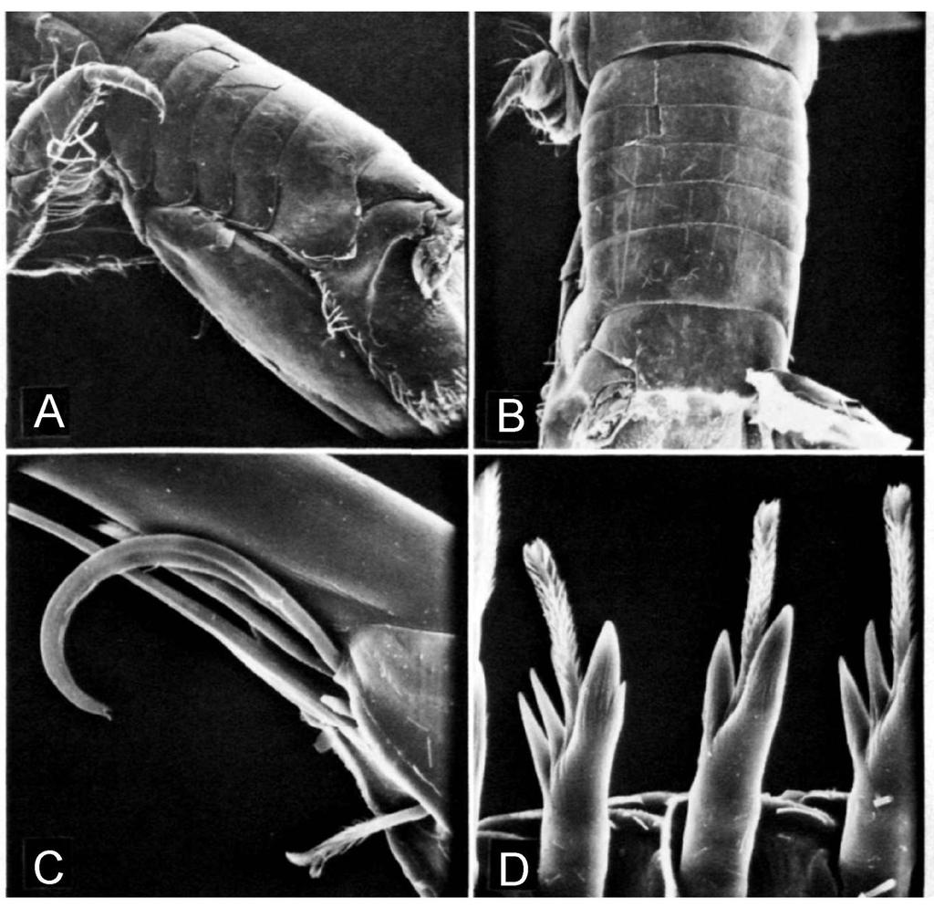 Santana, F. S. Taxonomia e Distribuição de Anthuroidea (Crustacea: Isopoda) no Brasil... 115 Figura 55: Leptanthura glacialis. A. vista lateral do pleon; B.