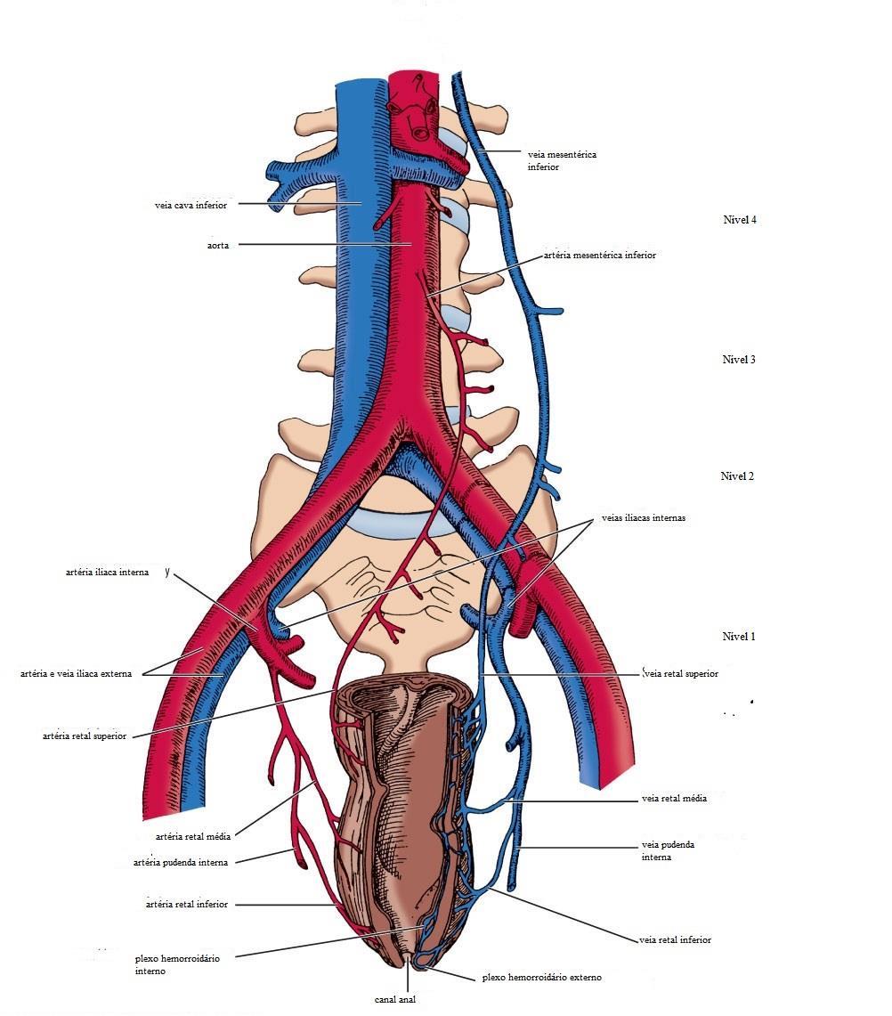 24 Figura 3: Anatomia vascular da pelve com os níveis da linfadenectomia (adaptado de Skandalakis' Surgical Anatomy, Chapter 26: Female Genital System, 2006).