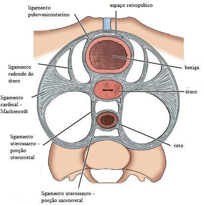 26 Figura 5: Visão panorâmica e esquemática da anatomia pélvica com os paramétrios (adaptado de Skandalakis' Surgical Anatomy, Chapter 26: Female Genital System, 2006).