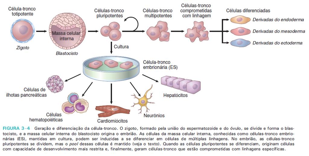 As células-tronco precisam ser mantidas durante a vida do organismo.