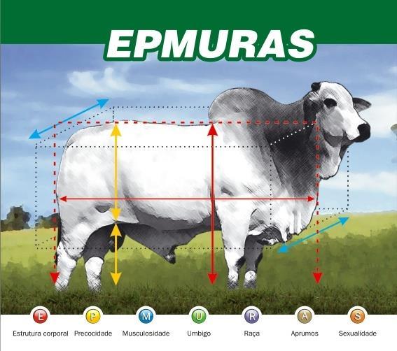 O EPMURAS deve ser realizado por técnicos preparados, que analisam o animal considerando o sistema de produção em que o mesmo foi criado, e situação reprodutiva, no caso de fêmeas, não privilegiando