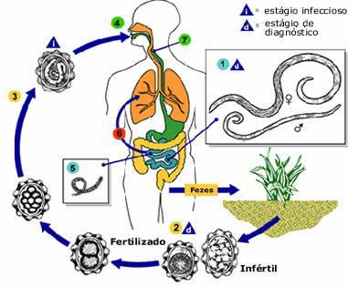 ANCILOSTOMOSE Conhecida também como amarelão;