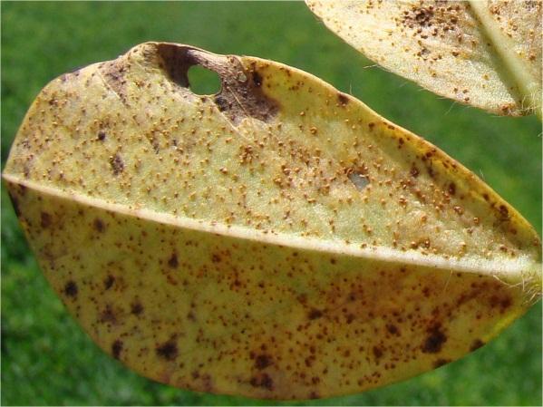 Ferrugem Cultivares moderadamente resistentes e aplicação de técnicas de monitoramento das doenças ou das condições climáticas têm sido difundidos