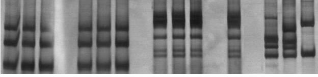 (ESF, hemocultura, ELISA, AATV e PCR em eluato de sangue) e apresentaram PCR em tecido positiva. TC: isolados de animais tratados com benzonidazol e considerados curados.