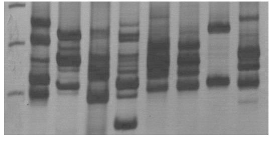 Resultados PM P209 cl1 Cuica cl1 Gamba cl1 OPS21 cl11 Bug2148 cl1 SO3 cl5 IVV cl4 MAS Figura 4: Perfis de LSSP-PCR representativos dos oito clones de Trypanosoma cruzi pertencentes aos genótipos