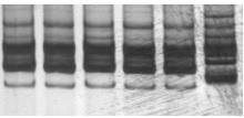 Resultados A caracterização por LSSP-PCR dos clones presentes na bexiga dos animais não tratados e infectados com a mistura Gamba cl1 + MAS cl1 revelou a presença do clone Gamba cl1, pertencente ao